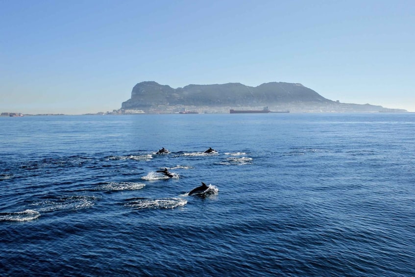 Picture 2 for Activity Bay of Gibraltar: Dolphin Cruise