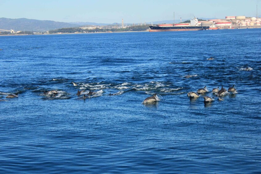 Picture 4 for Activity Bay of Gibraltar: Dolphin Cruise