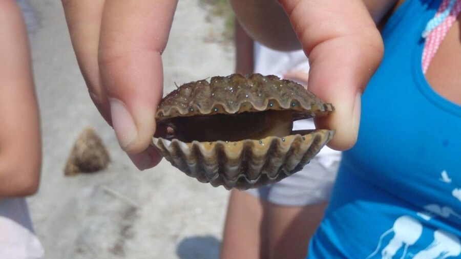 Berlin: Assateague Island Wildlife Discovery Kayak Tour