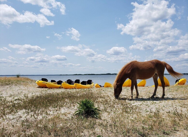 Picture 6 for Activity Berlin: Assateague Island Wildlife Discovery Kayak Tour