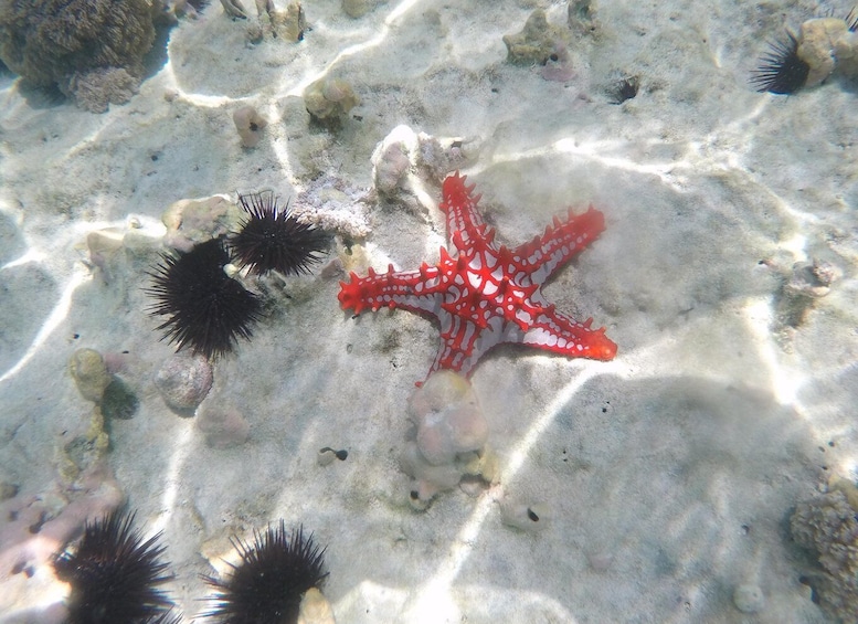 Picture 1 for Activity Jambiani Dhow Boat Kipepeo Snorkeling Tour 2pax