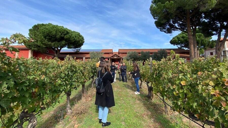 Explore 3 Ribera del Duero Wineries with Madrid Pickup