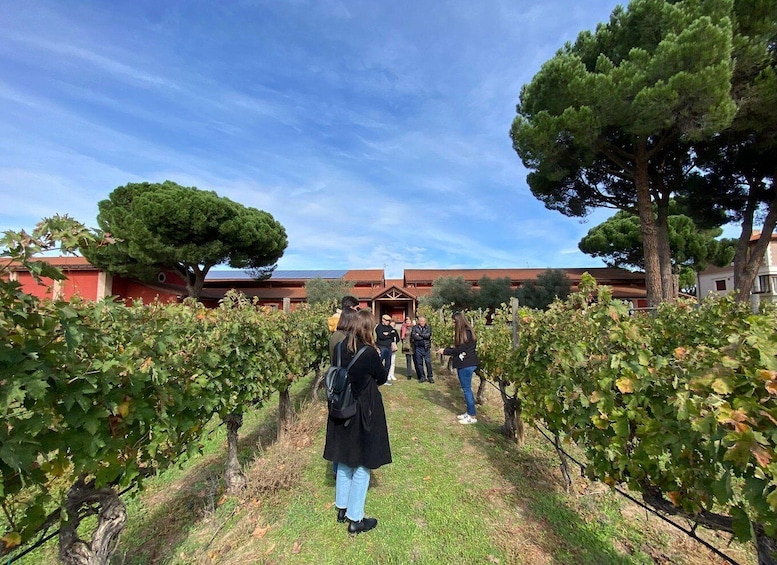 Explore 3 Ribera del Duero Wineries with Madrid Pickup