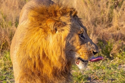 Safari de 7 días en un albergue de gama media en Tanzania