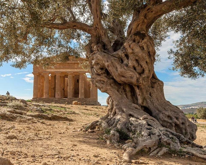 Picture 6 for Activity Cefalù: Temples Valley and Scala dei Turchi Tour