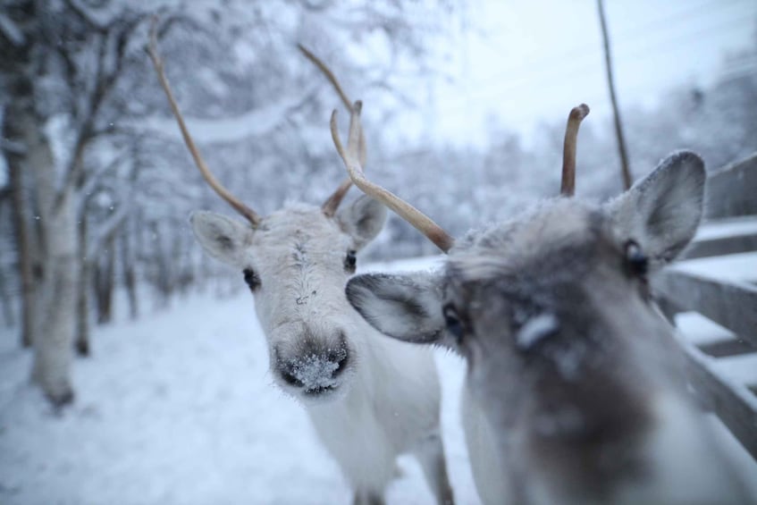 Rovaniemi: Santa Claus Village Tour & Reindeer & Husky Ride
