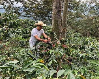 Coffee Farm and Salento Walking Tour with Lunch