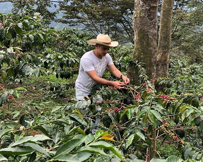 Coffee Farm and Salento Walking Tour with Lunch