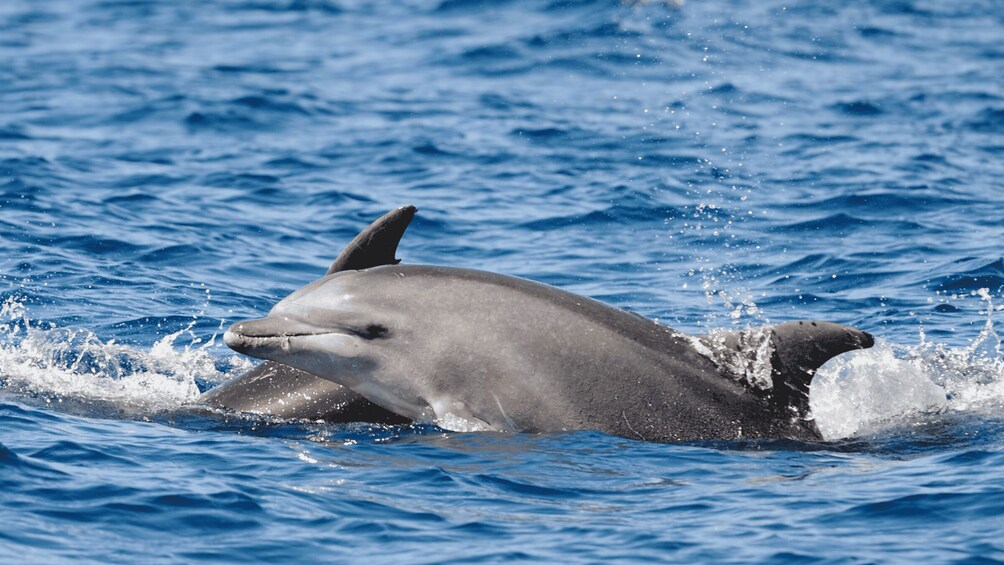 Picture 4 for Activity Private Panorama with Snorkeling and Dolphins Tour in Poreč