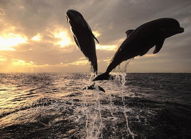 Private Panorama with Snorkeling and Dolphins Tour in Poreč