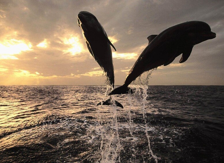 Private Panorama with Snorkeling and Dolphins Tour in Poreč