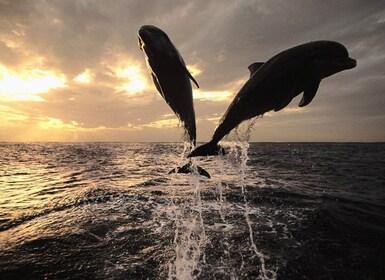 Poreč: Private Snorkeling Tour with Dolphin-Watching