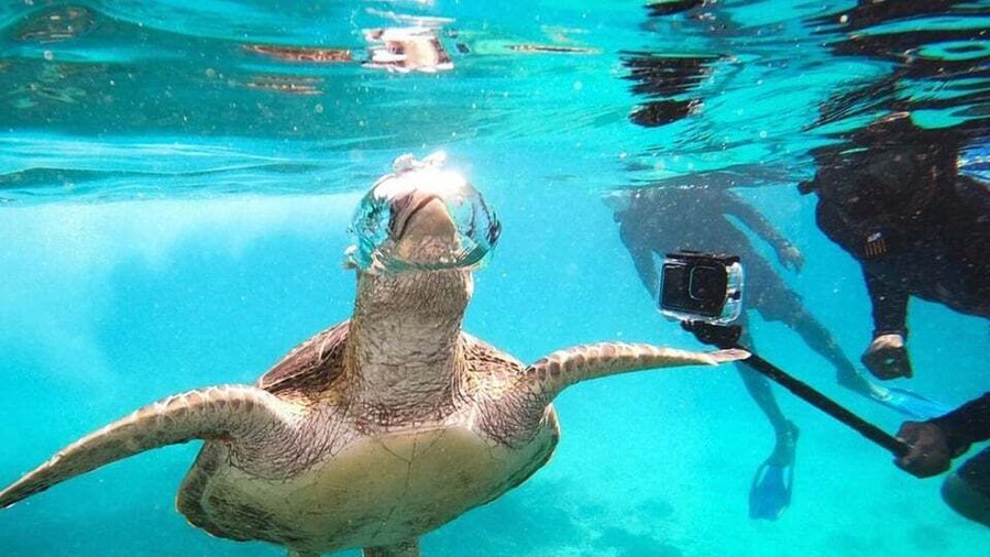 Picture 4 for Activity Muscat: Daymaniat Islands Snorkeling Trip
