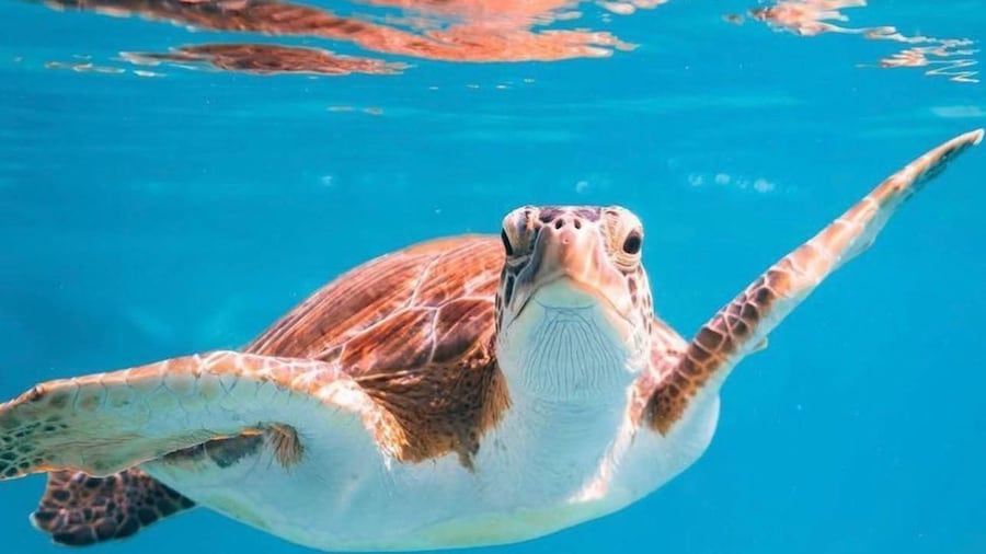 Muscat: Daymaniat Islands Snorkeling Trip