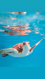 Mascate: Excursión de snorkel a las Islas Daymaniat