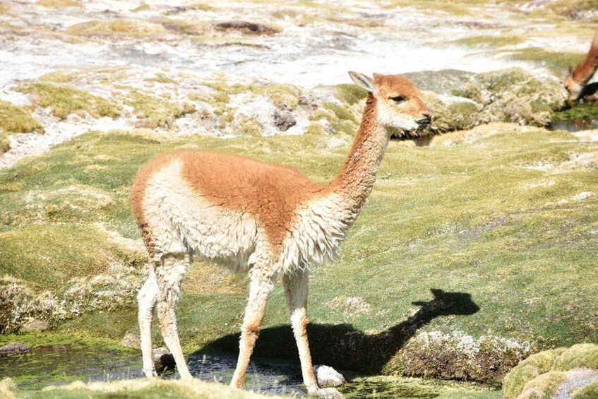 Picture 3 for Activity 2-Days round-trip from Chile to Uyuni Salt Flats