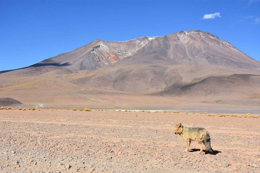 Picture 4 for Activity 2-Days round-trip from Chile to Uyuni Salt Flats