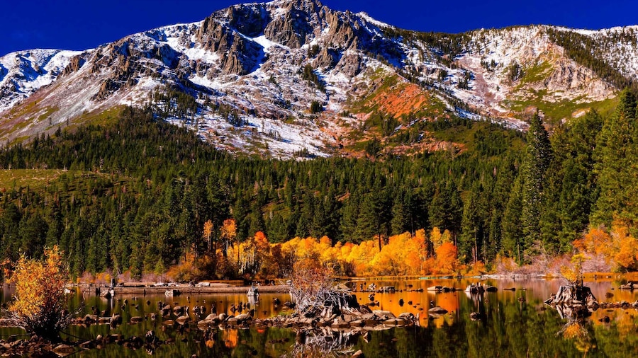 Lake Tahoe: Half-Day Photographic Scenic Tour