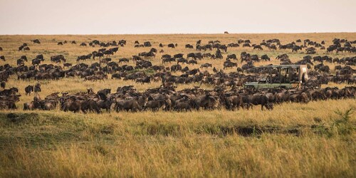 Dar es Salaam : Safari de 3 jours excursion au Serengeti et au Ngorongoro