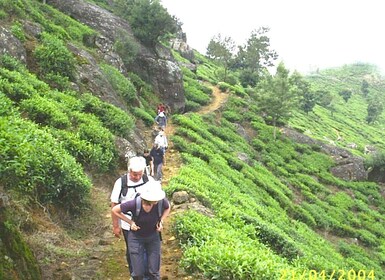 Der Pekoe Trail, Etappe 12, Trekking von Udaweriya nach Haputale