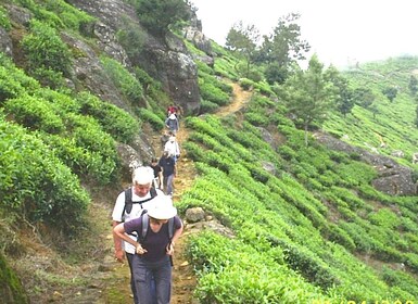 Der Pekoe Trail, Etappe 12, Trekking von Udaweriya nach Haputale