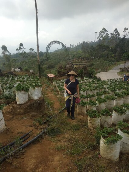 Picture 5 for Activity Jakarta: Volcano Mountain Bandung Lembang Day Trip