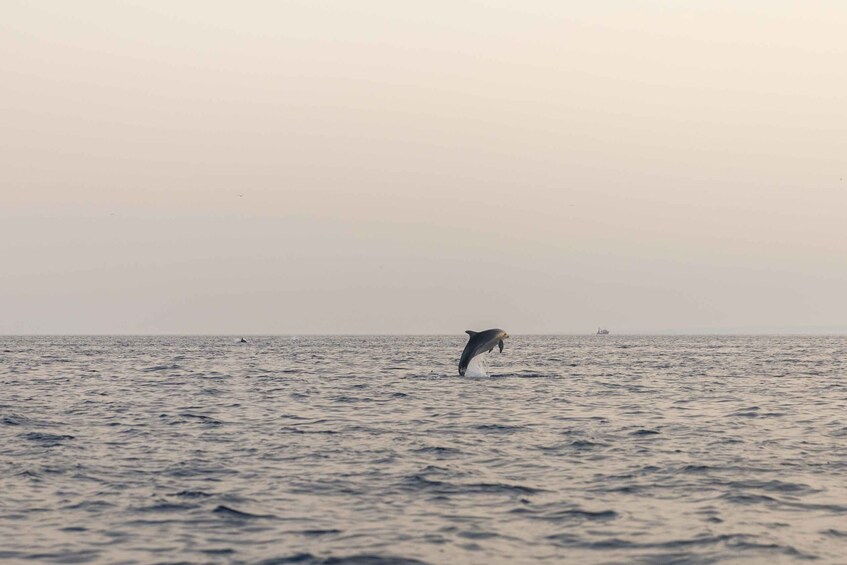 Picture 20 for Activity Rovinj: Sunrise Dolphin-Watching Speedboat Tour