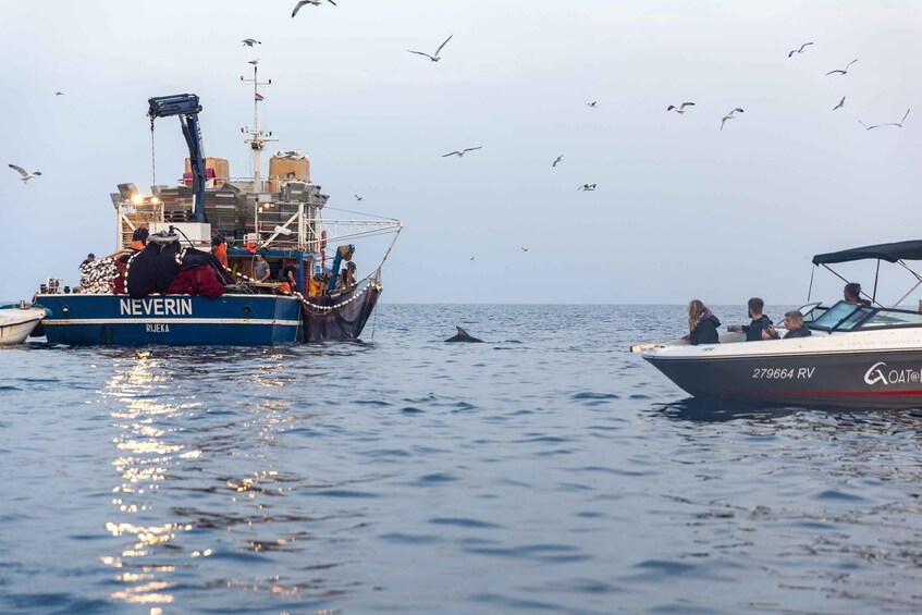 Picture 9 for Activity Rovinj: Sunrise Dolphins & Fishermen at Work Speedboat Tour