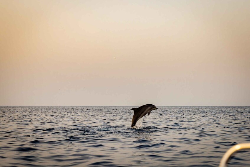 Picture 15 for Activity Rovinj: Sunrise Dolphin-Watching Speedboat Tour