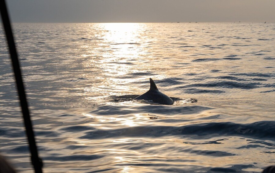 Picture 25 for Activity Rovinj: Sunrise Dolphins & Fishermen at Work Speedboat Tour