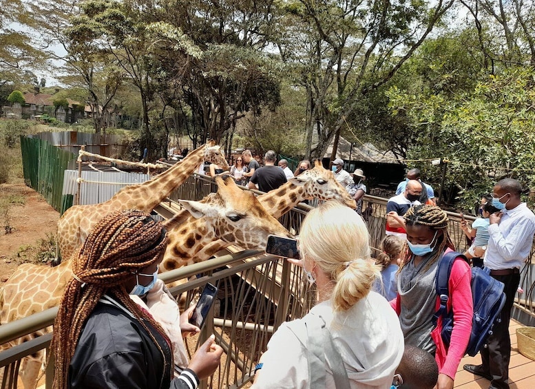 Picture 9 for Activity From Nairobi: Elephant Orphanage and Giraffe Center Tour
