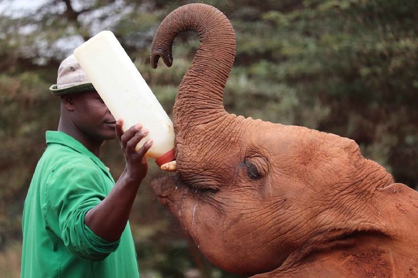 Picture 15 for Activity From Nairobi: Elephant Orphanage and Giraffe Center Tour