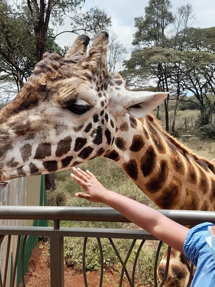 Picture 6 for Activity From Nairobi: Elephant Orphanage and Giraffe Center Tour