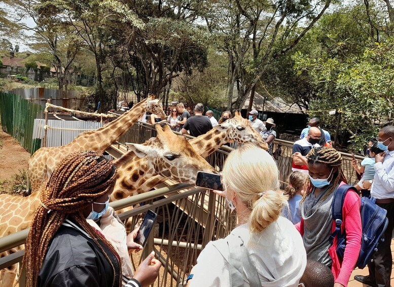 Picture 9 for Activity From Nairobi: Elephant Orphanage and Giraffe Center Tour