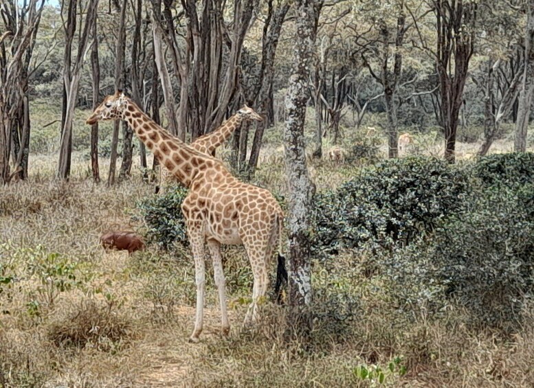 Picture 2 for Activity From Nairobi: Elephant Orphanage and Giraffe Center Tour