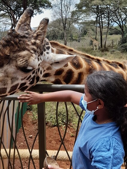 Picture 4 for Activity From Nairobi: Elephant Orphanage and Giraffe Center Tour