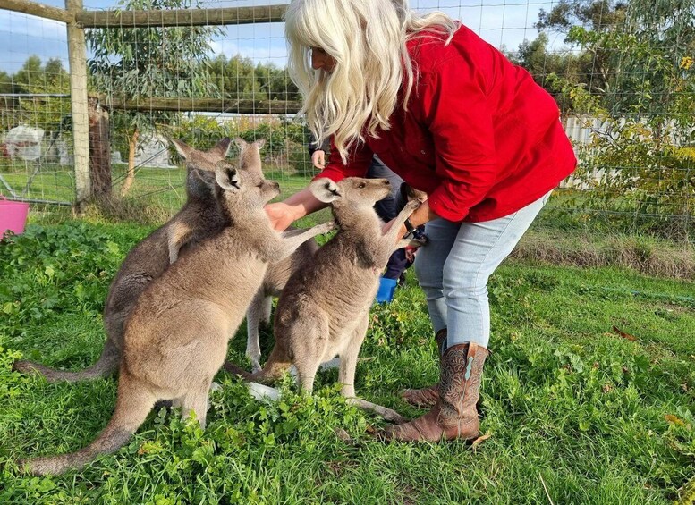 Coonawarra: Caves, Cabernet, & Kangaroos Day Tour & Lunch