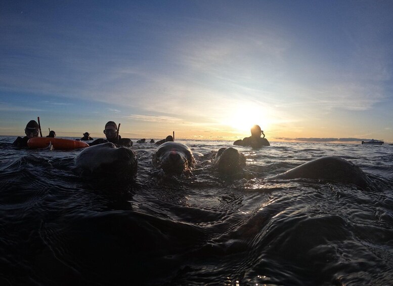 Picture 6 for Activity Snorkeling with Sea Lions