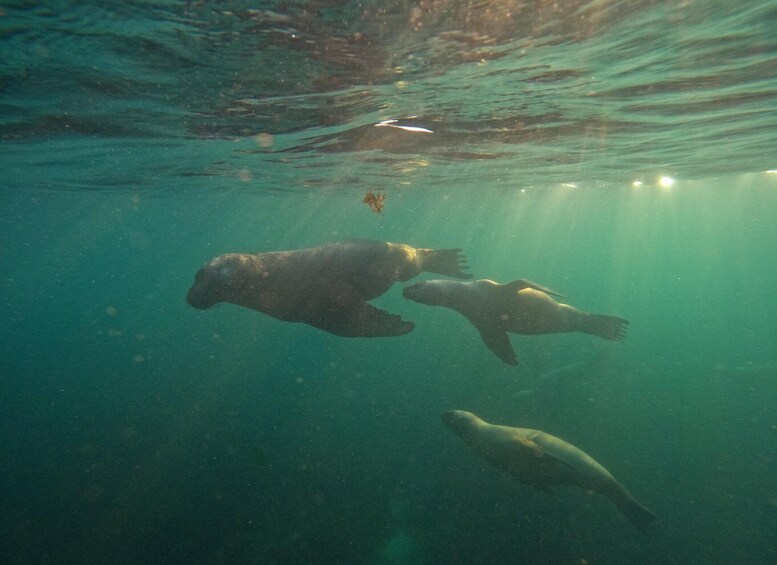 Picture 3 for Activity Snorkeling with Sea Lions