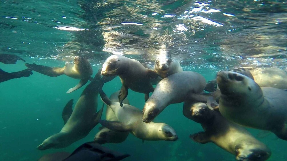 Picture 1 for Activity Snorkeling with Sea Lions