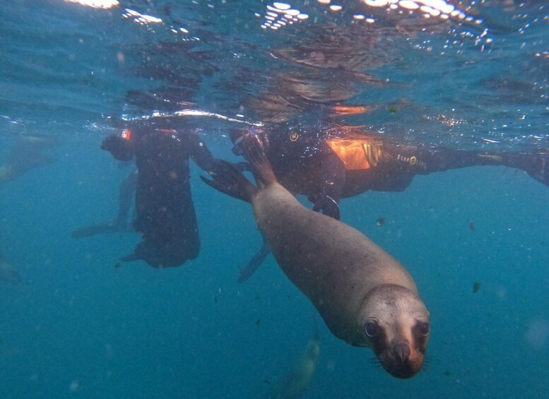 Picture 2 for Activity Snorkeling with Sea Lions