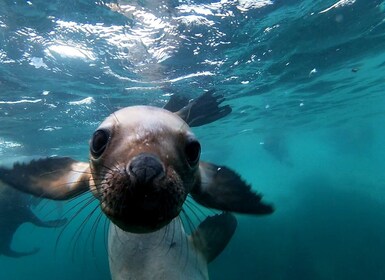 Snorkelling with Sea Lions