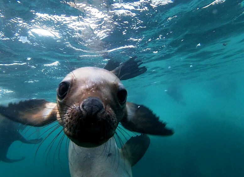 Snorkeling with Sea Lions