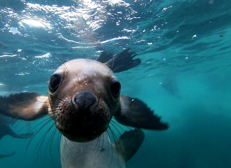 Snorkeling with Sea Lions