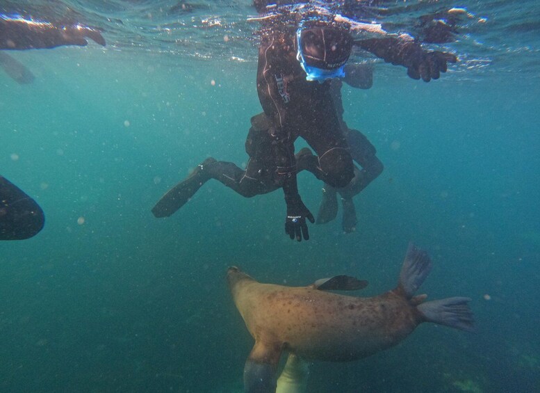 Picture 5 for Activity Snorkeling with Sea Lions