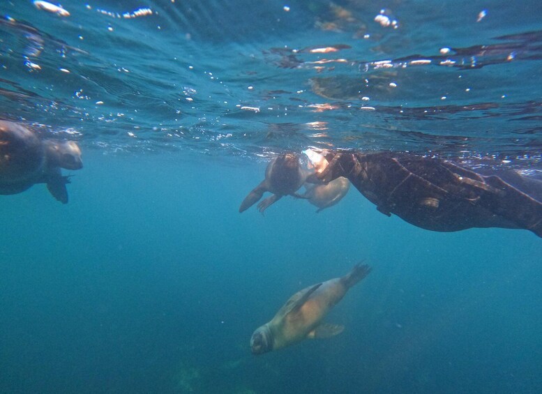 Picture 4 for Activity Snorkeling with Sea Lions