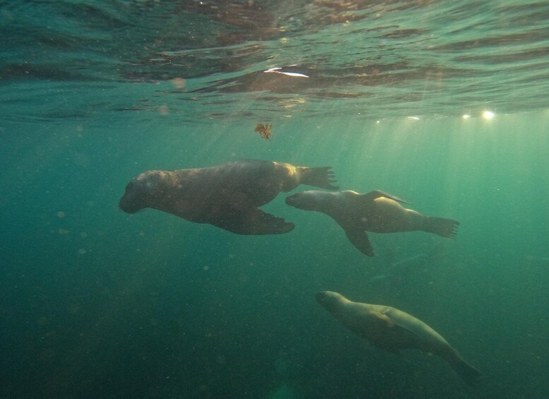 Picture 3 for Activity Snorkeling with Sea Lions