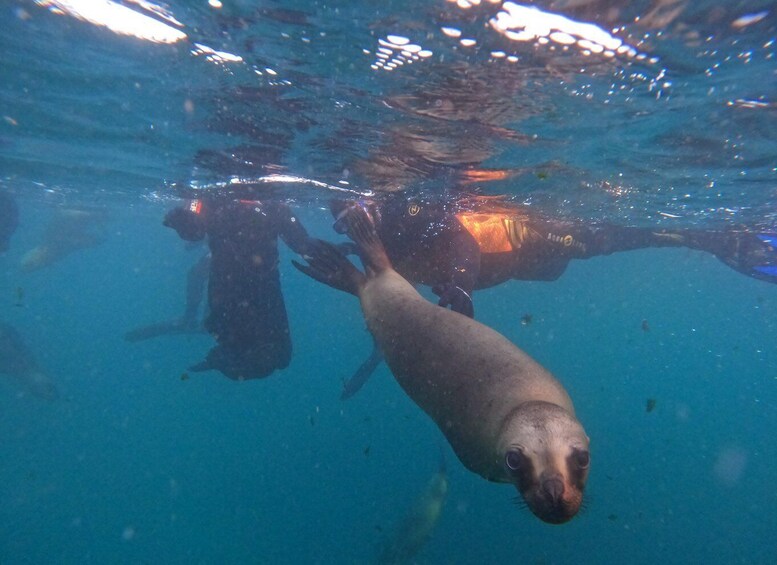 Picture 2 for Activity Snorkeling with Sea Lions