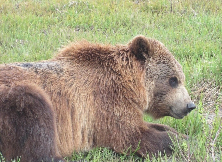 Picture 2 for Activity Anchorage: Glacier and Wildlife Explorer Cruise