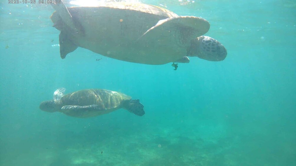 Picture 25 for Activity Snorkeling Trip from Polhena Beach, Matara, Sri Lanka